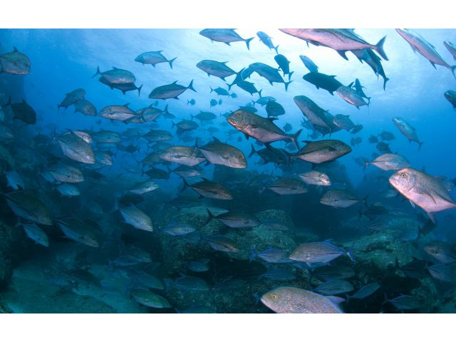 屋久島は黒潮の影響を強く受ける島です。回遊魚にまかれる事もしばしばあります。