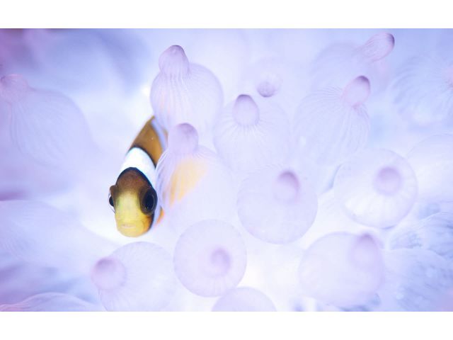 屋久島の海は北の魚と南の魚が交わる分岐点にありますが、メインは沖縄などで見られる南の魚です。