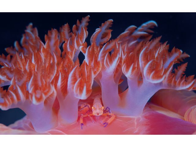 豊かな森の下には豊かな海が広がります。様々な生き物が暮らしている屋久島の海をぜひ覗いてみませんか?