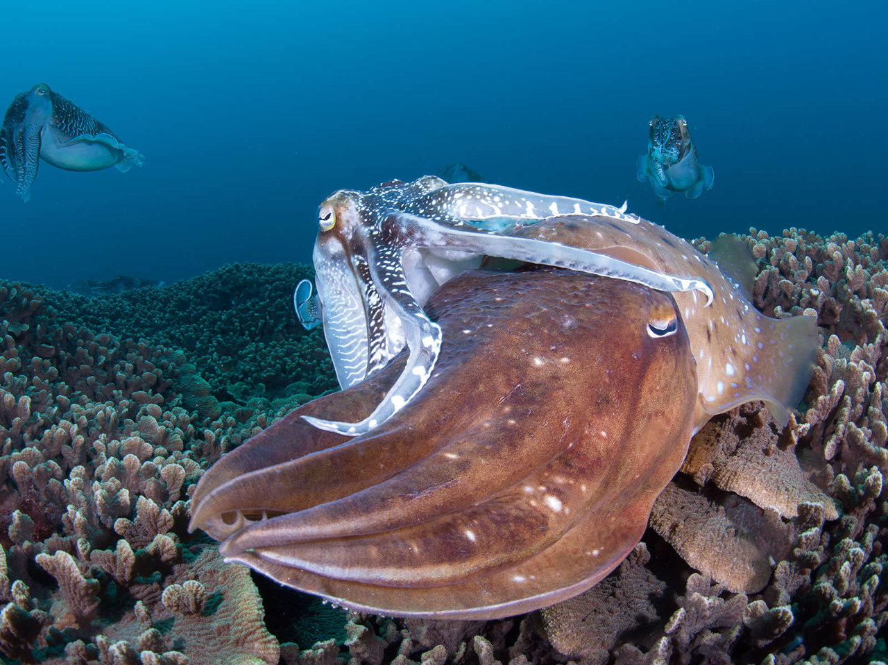 5̓RuV̔ɐBBYłȂAXPIXIXm̌܁AڂȂǗlXȍs܂B