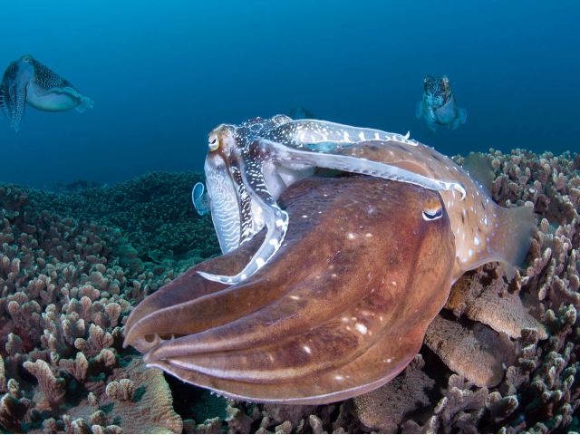 5月はコブシメの繁殖期。産卵だけでなく、こうしたメスを襲うオスやオス同士の喧嘩、交接など様々な行動が見られます。