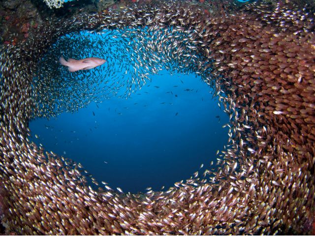 とにかく魚が多い屋久島の海!なのにダイバーが少ない、のんびりとした海。それが屋久島の海なんです。
