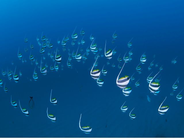 南の魚と北の魚が混じり合う不思議な海をご堪能あれ。。。