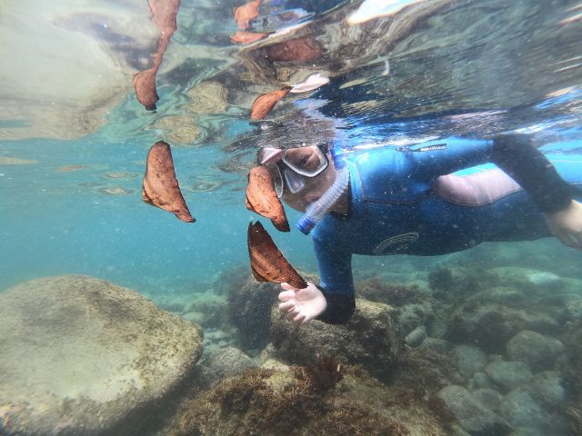 こんなお魚、見たことある??