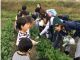 お野菜の収穫