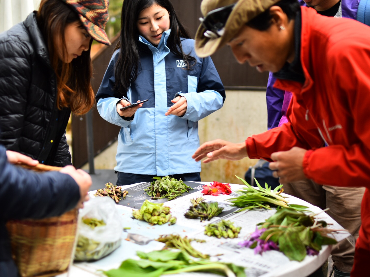 1DAY】旬の味覚が満載！山菜採りハイキング♪／おひとり様 11,000円