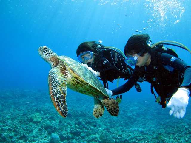 Ȃql_Co[VтɗĂĂ܂B