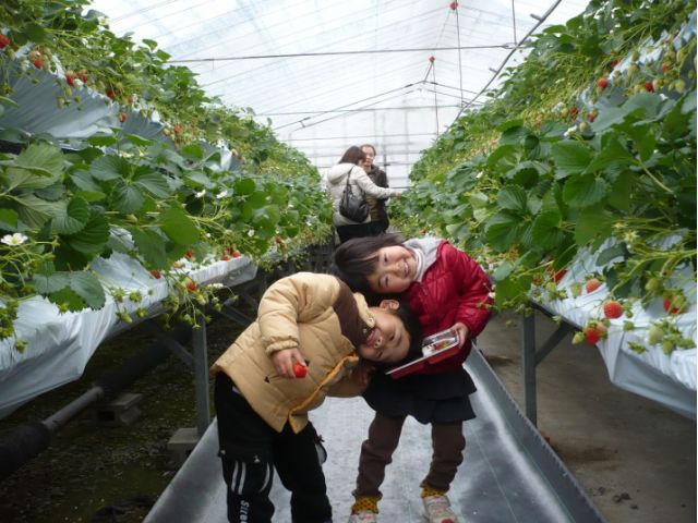愛知 西尾市 いちご狩り らんらんいちご園 5月 コロナ対策実施中 らんらんいちご園 じゃらん遊び体験 愛知 西尾市 いちご狩り らんらんいちご園 5月 コロナ対策実施中 らんらんいちご園 じゃらん遊び体験