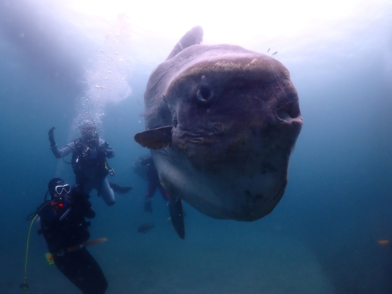 【資格取得者向け日本で唯一の海中神社で潜ろう！】マンボウとダイビング！2ボートファンダイビング★＠波左間海中公園/館山ダイビングスクール ...
