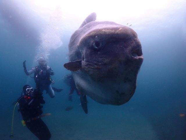 【資格取得者向け日本で唯一の海中神社で潜ろう!】マンボウとダイビング!2ボートファンダイビング★@波左間海中公園/館山ダイビングスクール ...