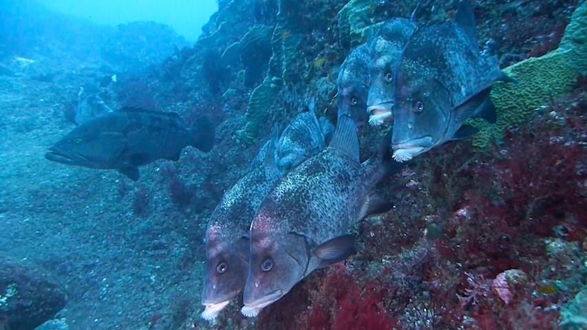 【資格取得者向け1名様から参加可能!】レンタル器材無料!大物天国西川名2ボートフ...