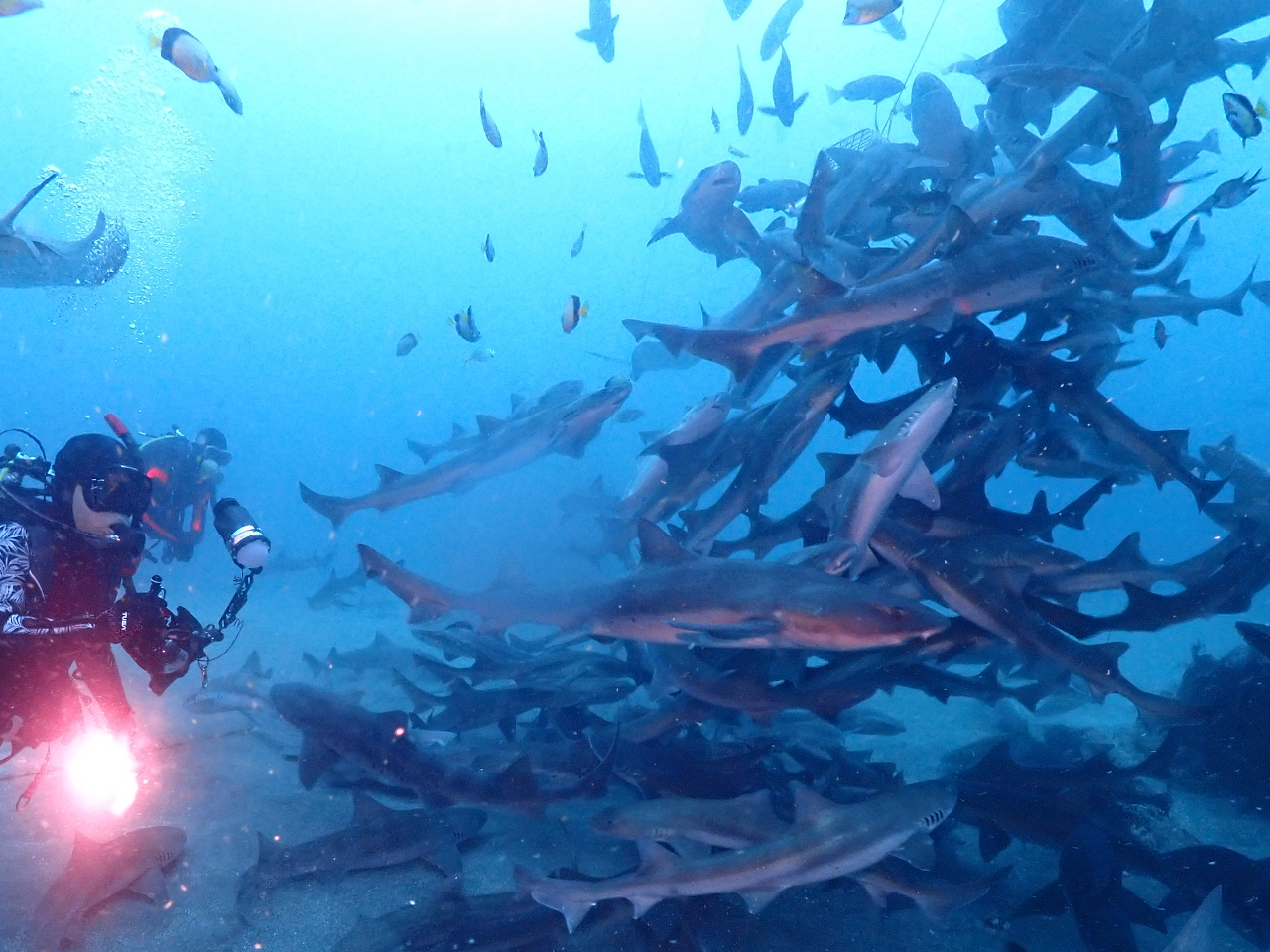 【資格取得者向け1名様から参加可能!】人気沸騰!レンタル器材無料!楽しくサメとダ...