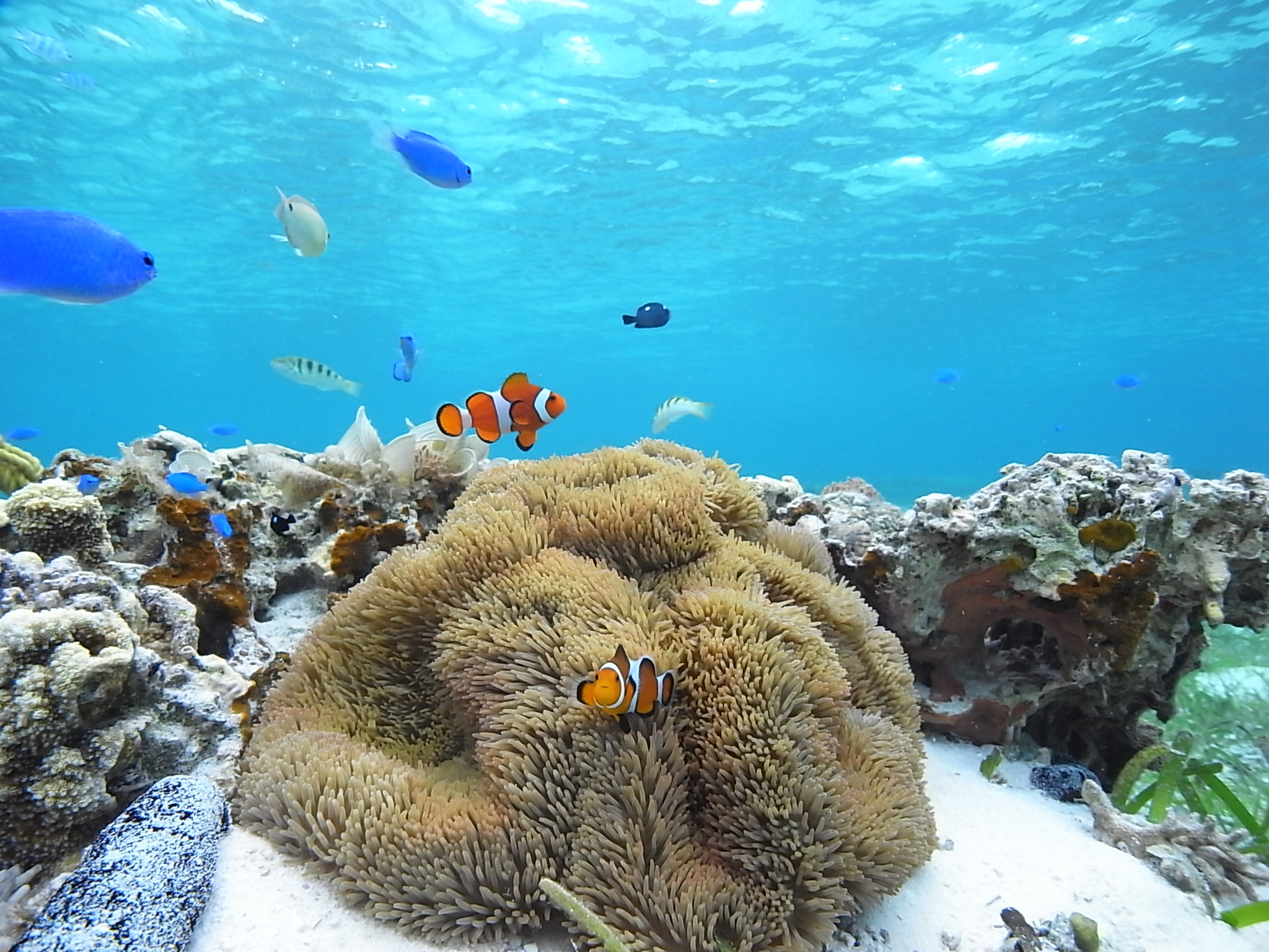 ★沖縄一の透明度を誇る美しい海♪