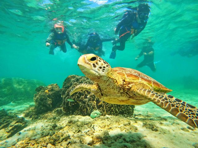 ★時にはウミガメとの出会いも♪