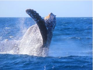 ★2025年じゃらん沖縄・ホエールツアー口コミランキング第1位(2年連続・2024〜2025年)★
