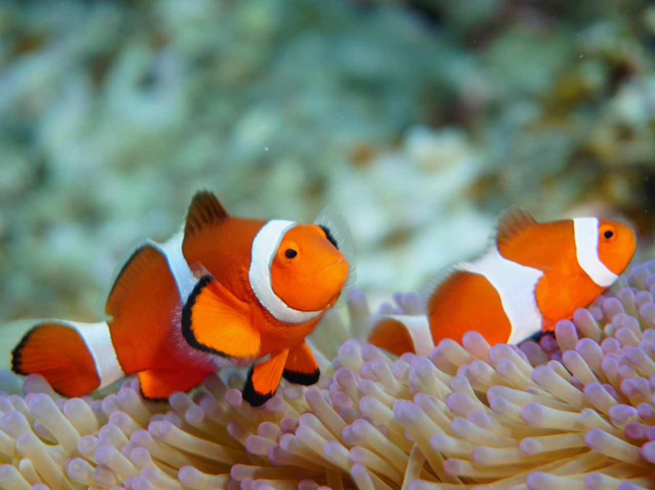 大型ボートで行く☆八重干瀬シュノーケリング1日コース☆60歳以上OK