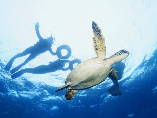 ウミガメと出会えることも!