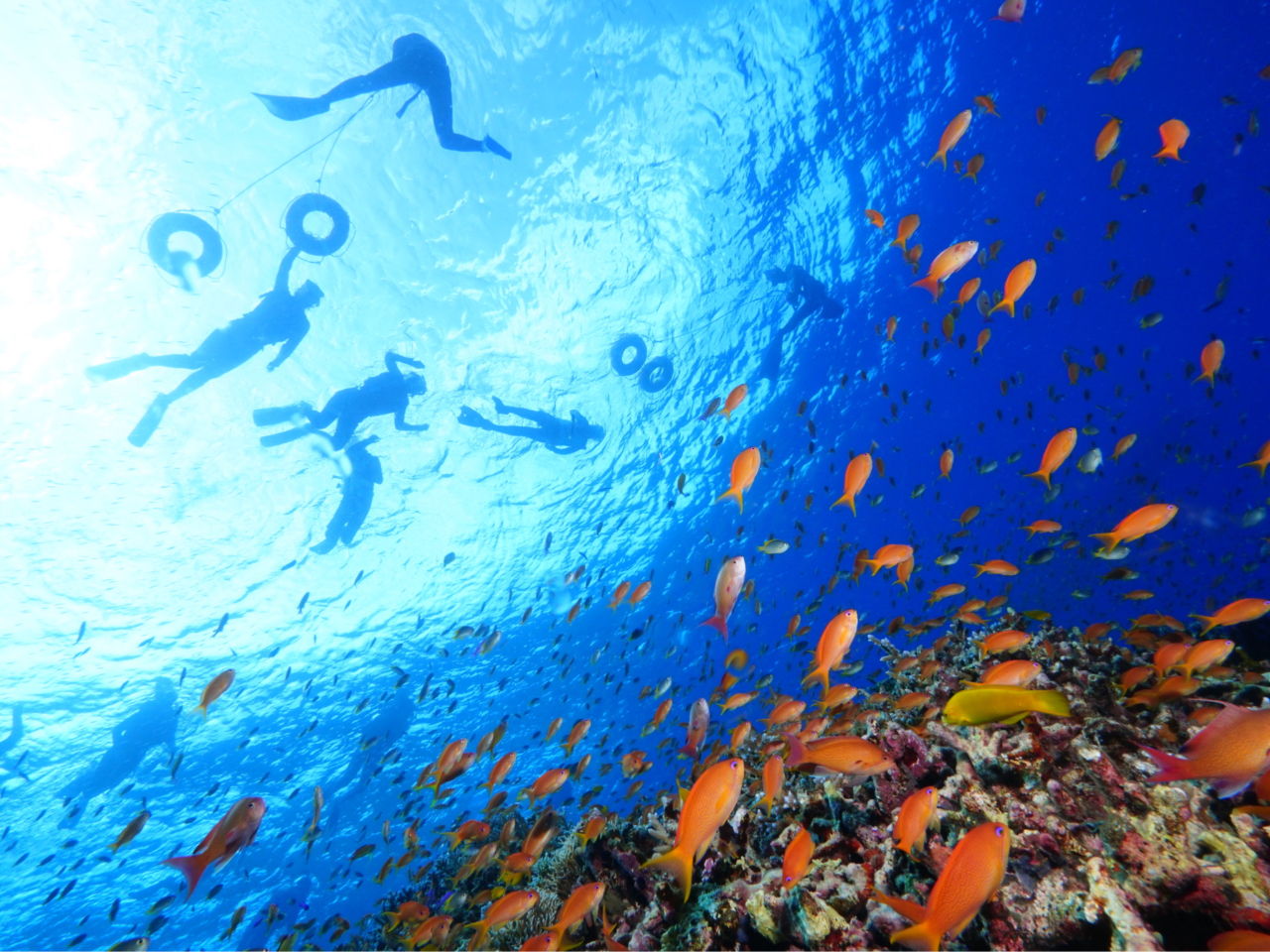 �n�i�_�C����������|�C���g����