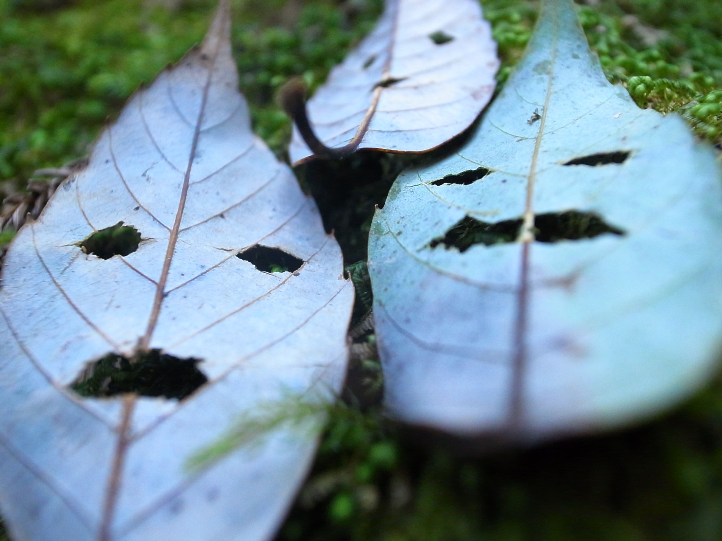 �؂̗t�̊�͘A�����܂���