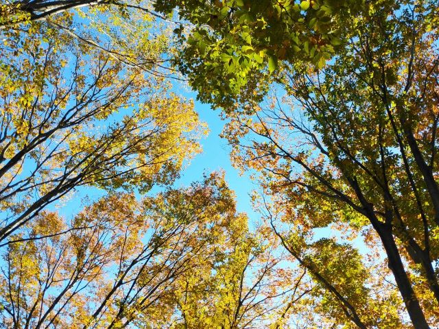 草原に寝転び空を見上げると...