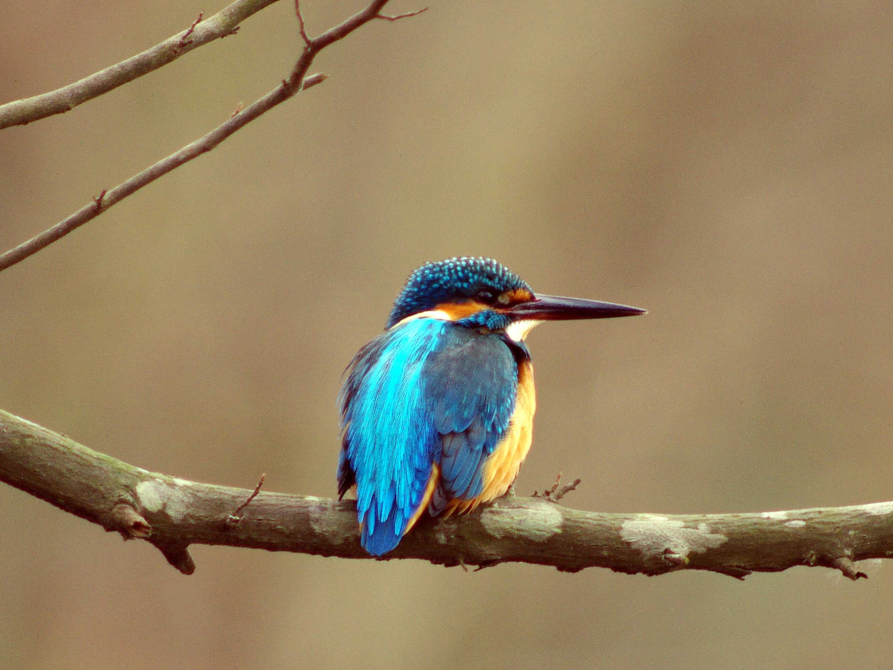 空飛ぶ宝石「カワセミ」と一緒にお待ちしています♪ (提供:埼玉県自然学習センター)