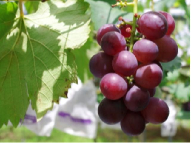 2021年は終了しました 2022年開催予定 じゃらん限定 鹿児島 錦江町でブドウ狩り 摘んだブドウの購入に使える便利なチケット クラシック を聴いて育ったクラシックブドウをご堪能ください クラシックブドウ浜田農園 じゃらん遊び体験