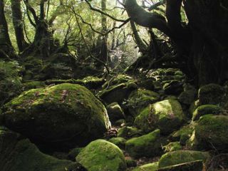 ひっそりとした早朝のもののけの森