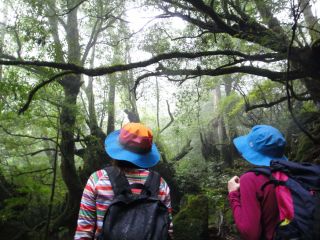 ひっそりとした早朝のもののけの森