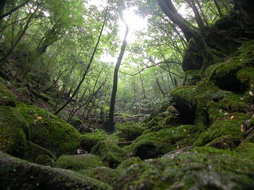 白谷雲水峡・・・苔と樹々の緑、木漏れ日、太鼓岩からの絶景、霧に包まれる原生林・・・あなたの心に沁みわたります。早朝出発の白谷雲水峡は、年々人気が高まっています。早起きは三文の得なのです。