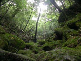ひっそりとした早朝のもののけの森