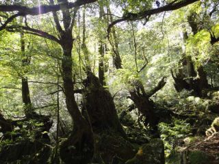 ひっそりとした早朝のもののけの森