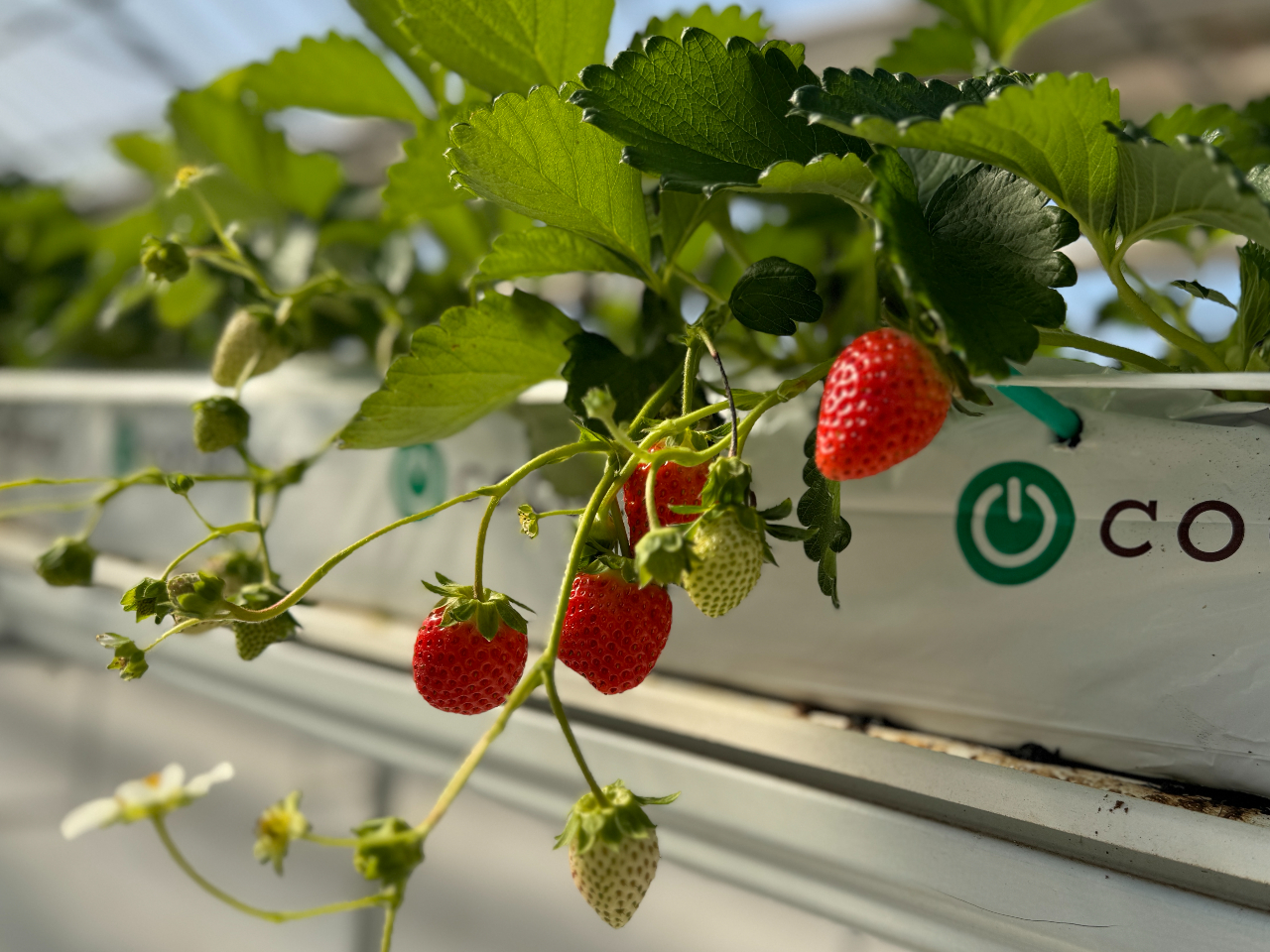 2026年【船橋・いちご狩り】40分最大5品種食べ放題可能!\ファミリー・ご友人...