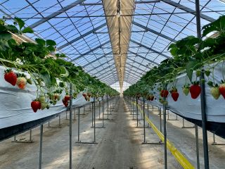 高設栽培なので、いちごが摘み取りやすく、広い通路で車イスの方も安心してお楽しみいただけます♪