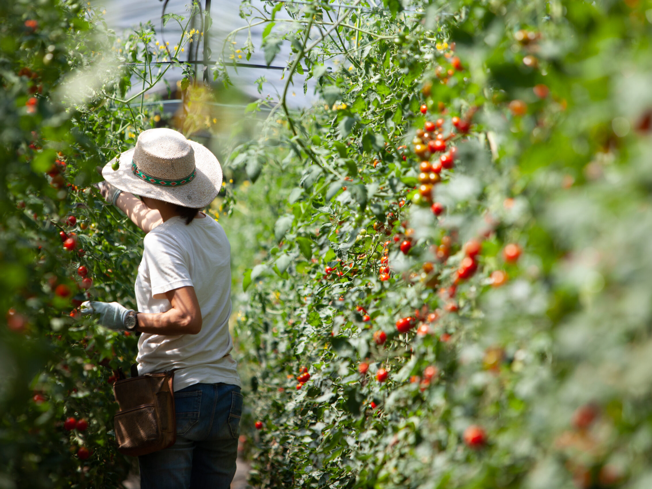 【トマト収穫体験】飛騨高山のおいしいトマトをご賞味ください♪ ~ファミリーにおす...