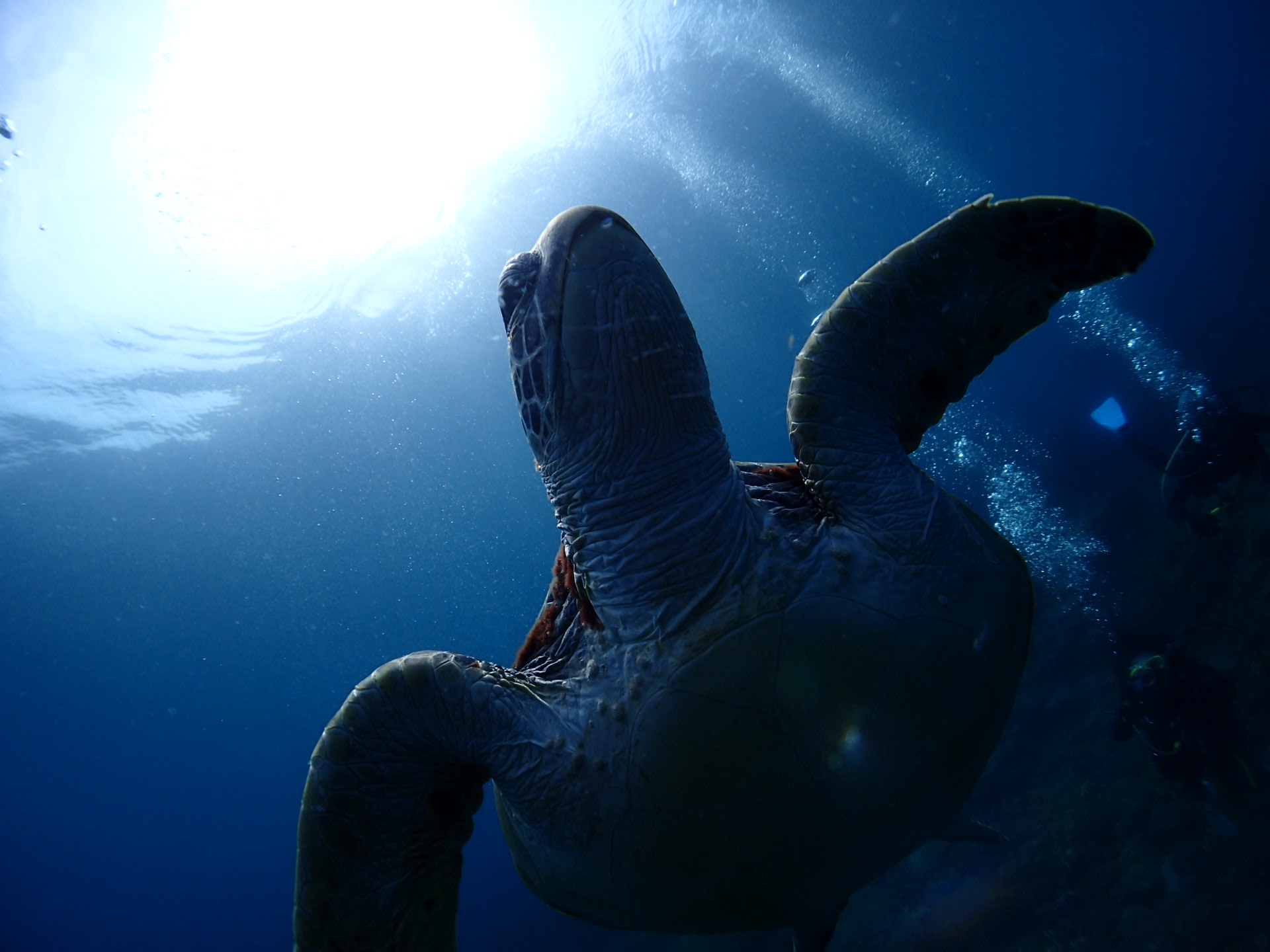 アオウミガメに逢えるかも!?