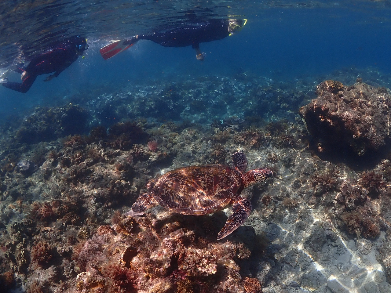 高確率でカメに逢えちゃう♪