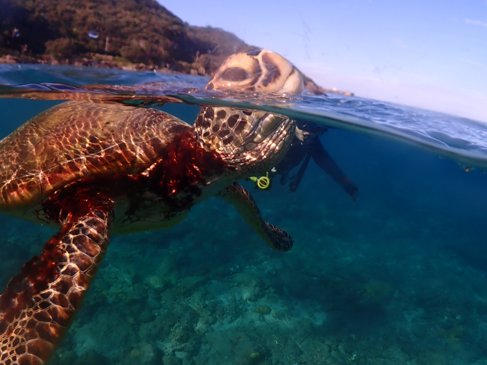 カメの呼吸シーン♪