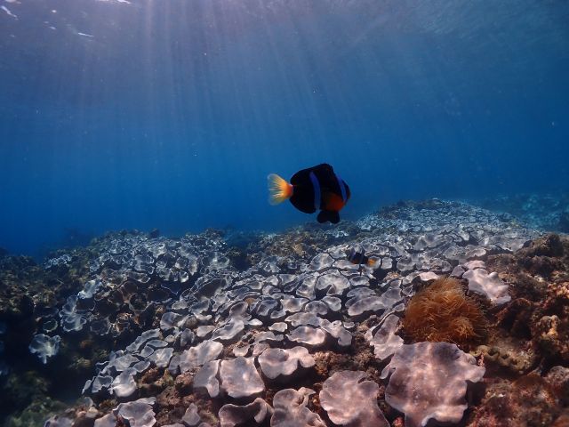 サンゴとクマノミ