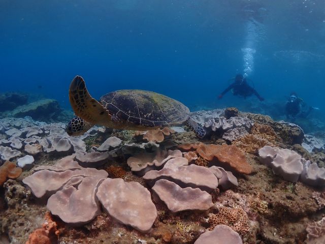 サンゴの上を泳ぐウミガメ
