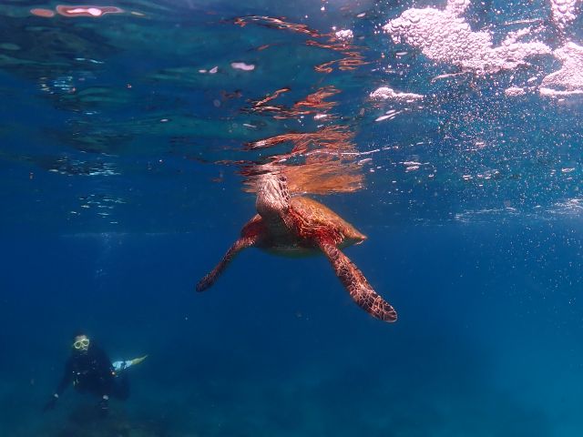 ウミガメの水面呼吸