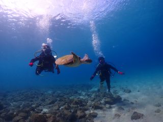 ウミガメと一緒に泳げる!