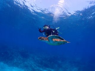 ウミガメと泳ぐ