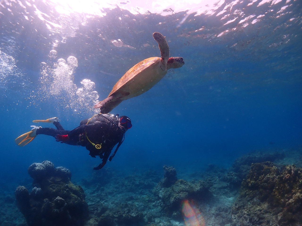 �J���ƈꏏ�ɉj�����I