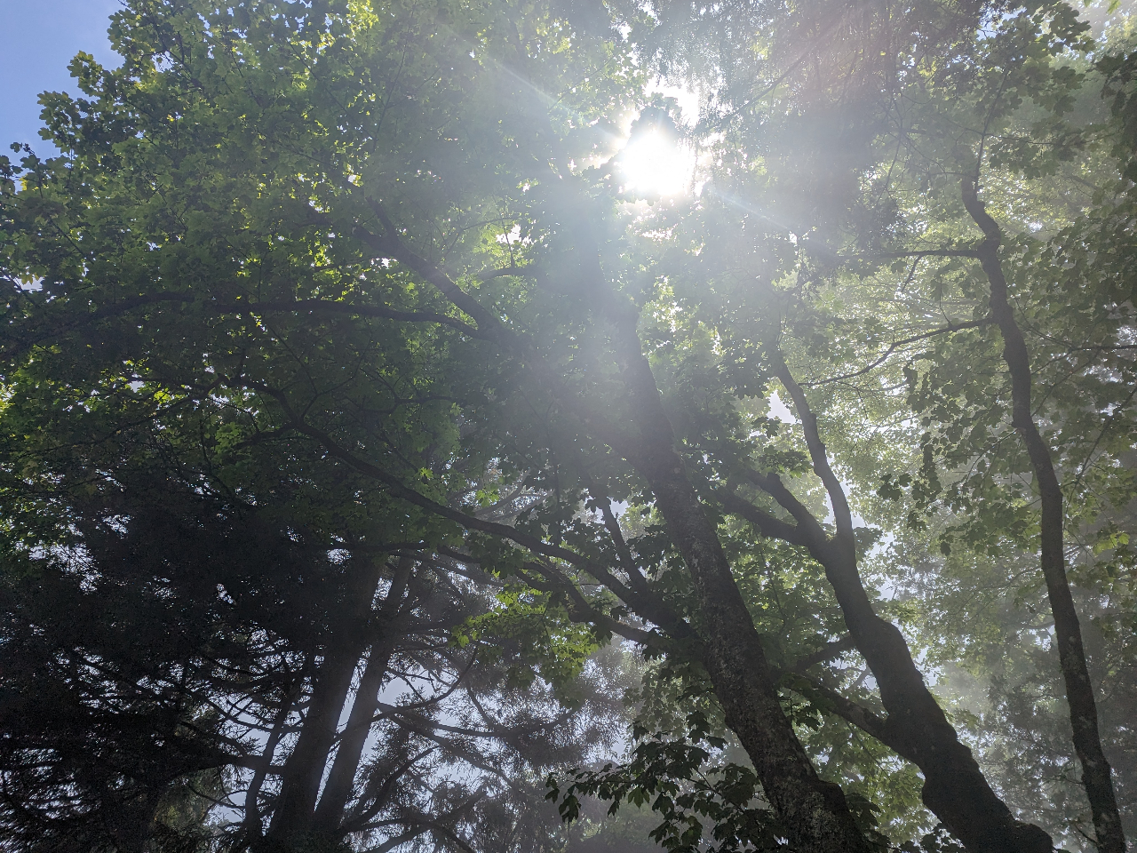 ���V�C���ǂ����������ł�