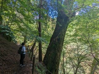 静寂の森の中を進んでいきます