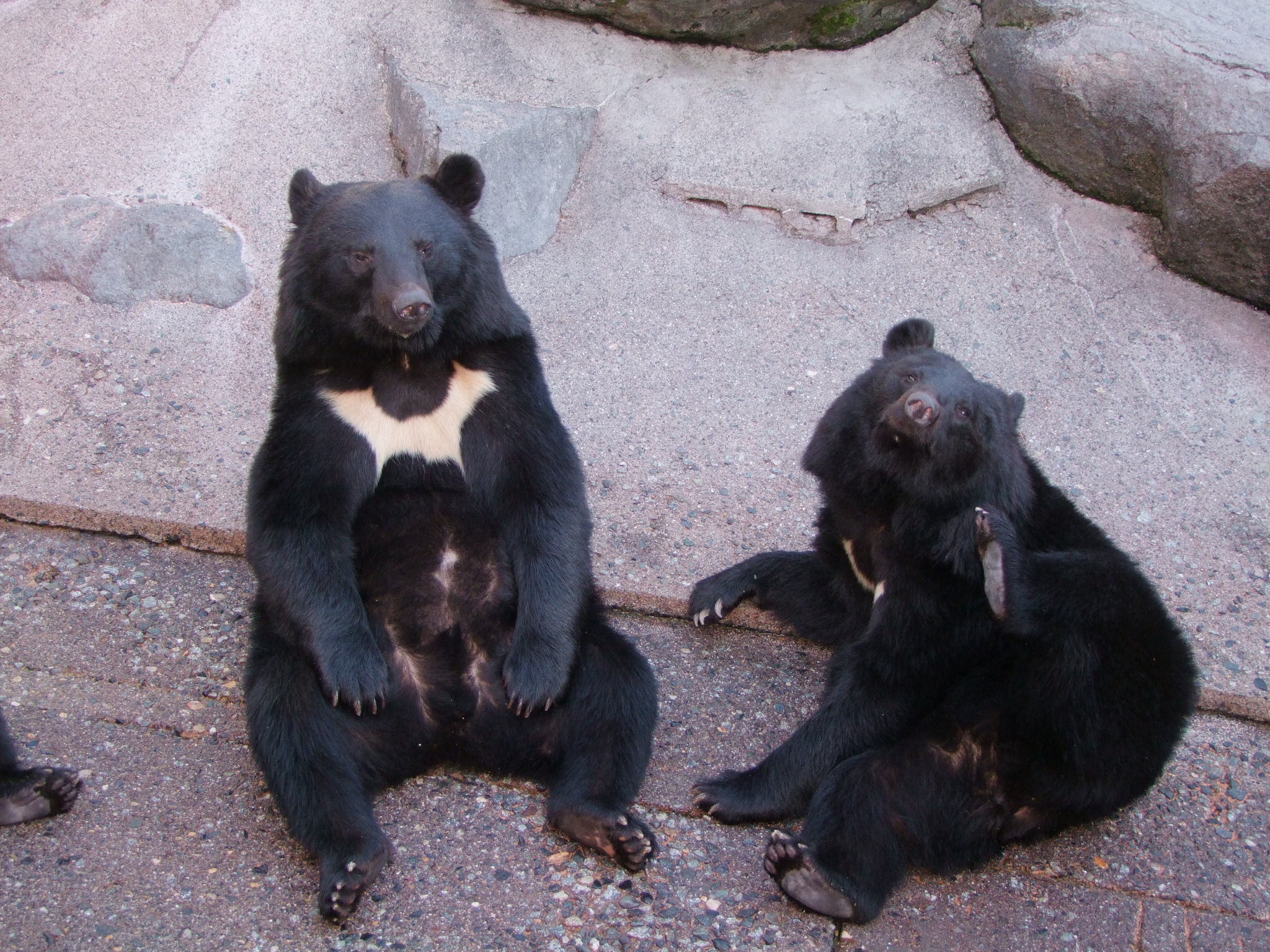 じゃらん限定 クマさんにエサやり体験 奥飛騨クマ牧場 じゃらん遊び体験
