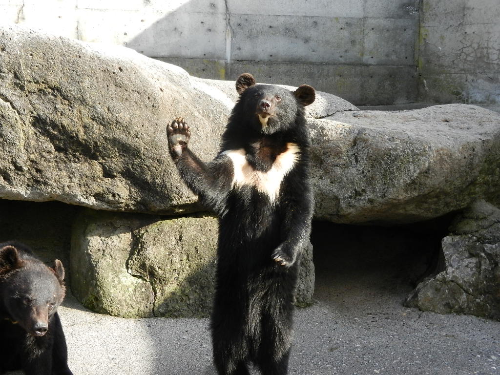 学生 応援 クマさんにエサやり体験 奥飛騨クマ牧場 じゃらん遊び体験