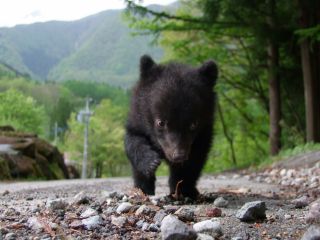 熊の油のお土産つき くまさんにエサやり体験 奥飛騨クマ牧場 じゃらん遊び体験