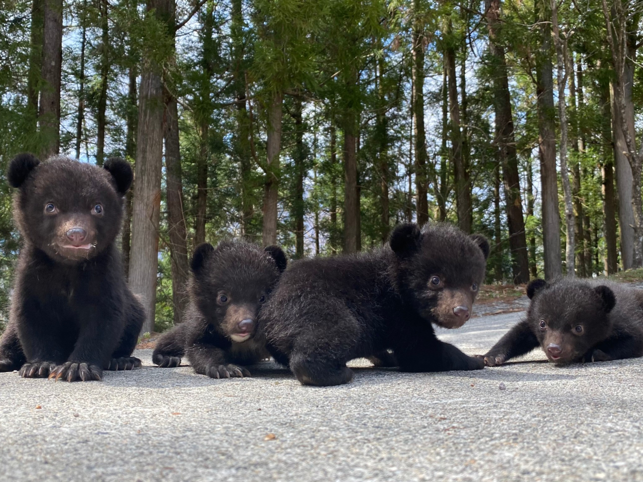 【岐阜・奥飛騨】\じゃらん限定/くまさんにエサやり体験♪今まで見たことないくまさ...