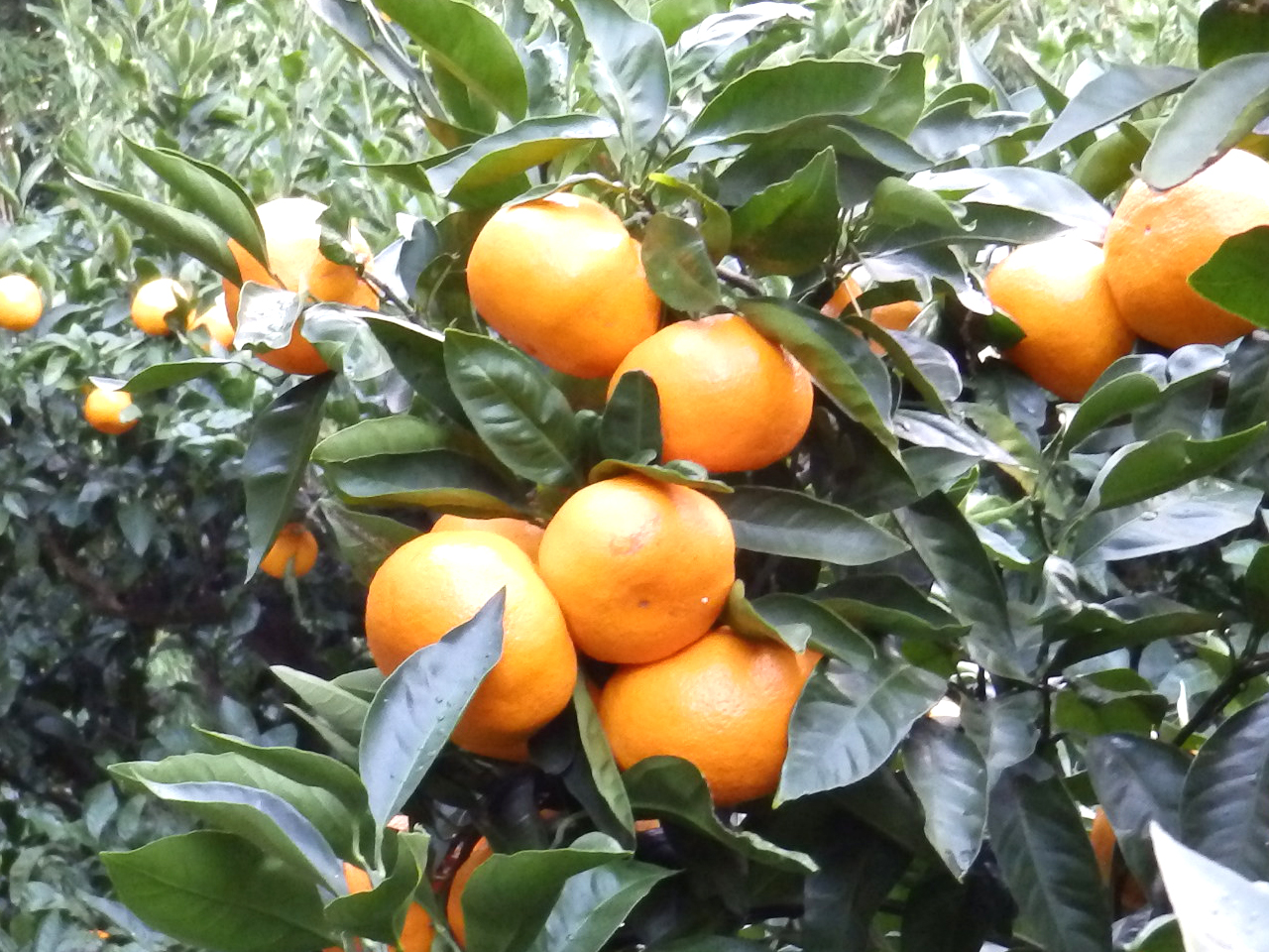 nĂ͔ZȖ̂͂Au₩ȍЂy݉B